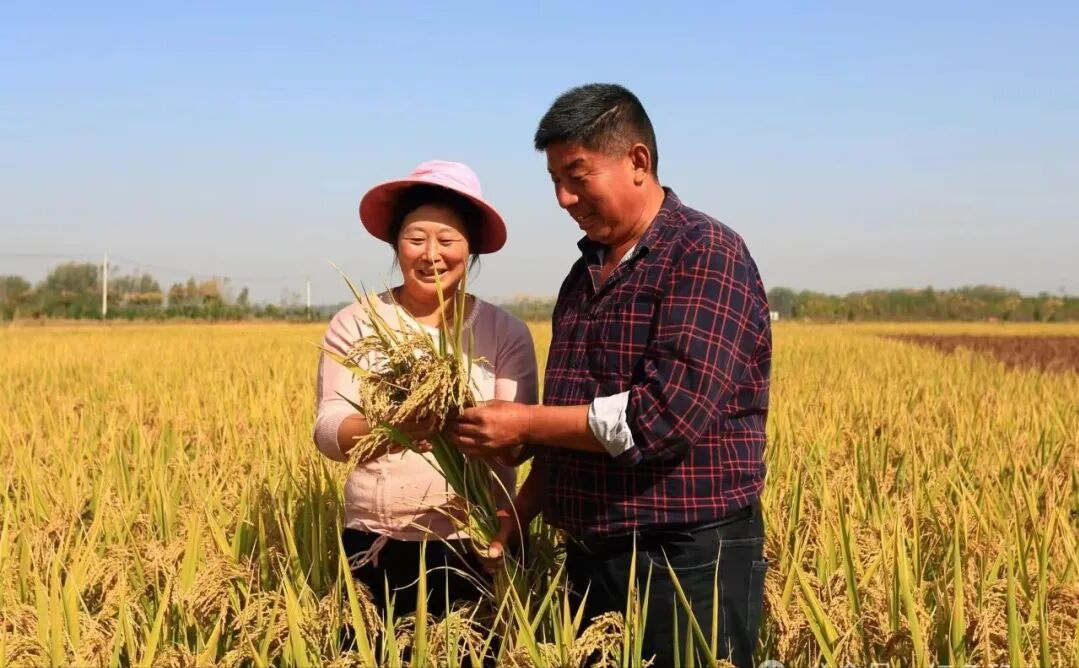 驻马店确山:留庄大米香飘海内外