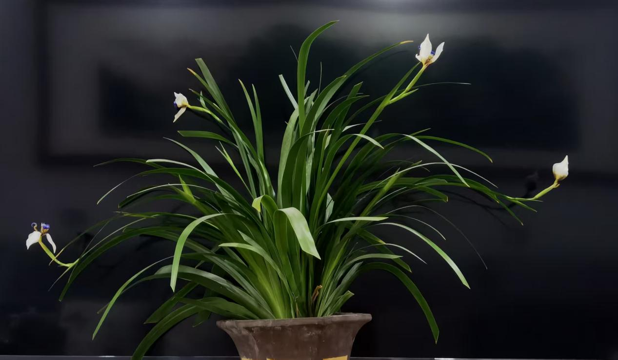 【散文】我家有盆鸢尾蓝