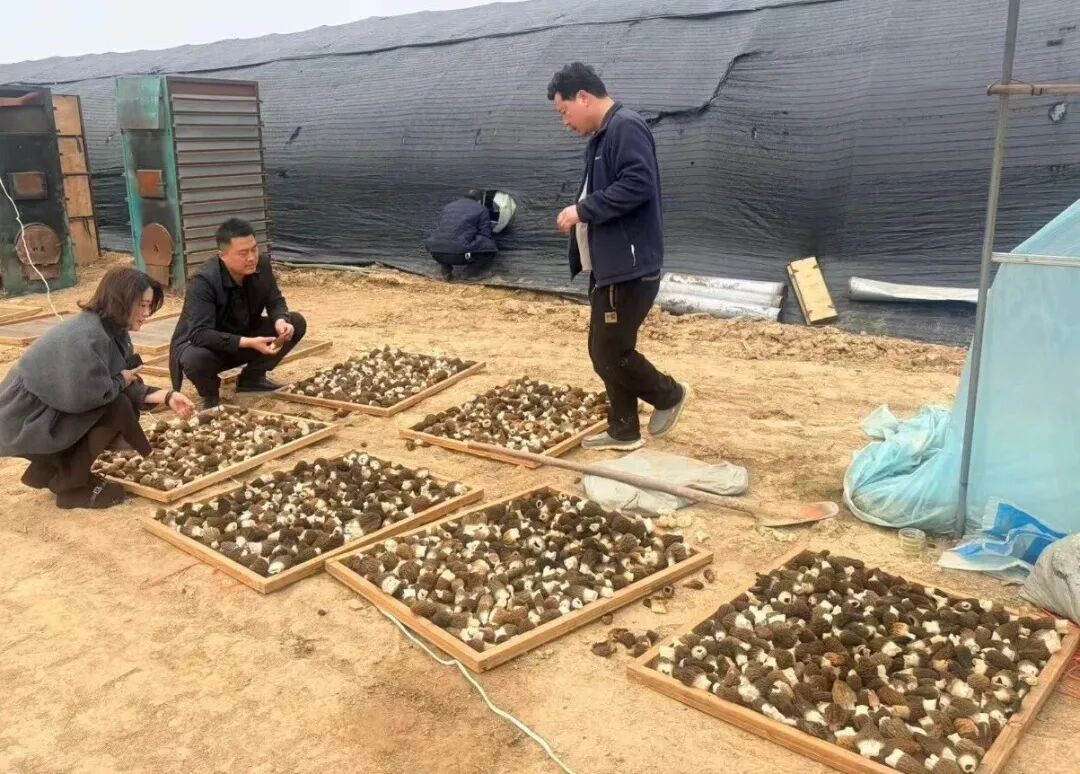 确山县李新店镇：羊肚菌撑起致富伞